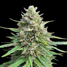 Насіння CBD Sativa King Feminised