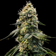 Runtz Feminised Gold seeds