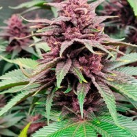 Tropicanna Poison Feminised Silver - 500 шт