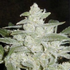 Насіння White Widow х Lowryder Silver