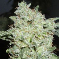 Afghan Kush Feminised Silver