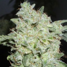 Насіння Afghan Kush Feminised Silver