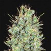 Насіння Amnesia Lemon Feminised Gold