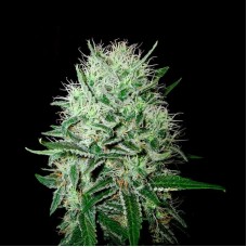 Auto Big Devil Feminised Gold seeds