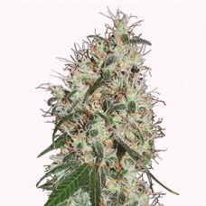 Насіння Auto 60 Days Grapefruit Feminised Gold