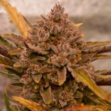 Auto Apricot Feminised Silver Seeds