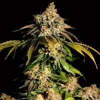Auto Bruce Bunner Feminised Gold