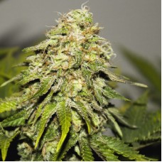 Насіння Auto Critical Kush Feminised Silver