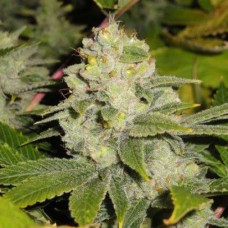 Насіння Auto Deadhead OG Feminised Silver