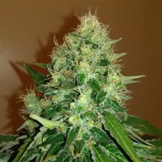 Насіння Auto Gorilla Cookies Feminised Silver