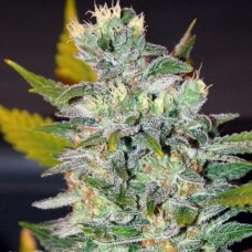 Auto Gorilla Feminised Silver Seeds