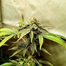 Auto Pineapple Chunk Feminised Gold Seeds