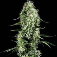 Насіння Auto Super Bud Feminised Silver