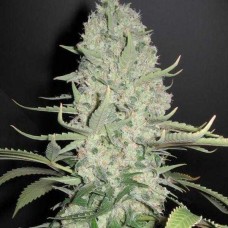 Auto Super Bud Feminised Gold