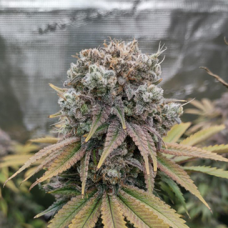 Auto White Dwarf Feminised Silver Seeds