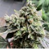 Насіння Auto White Widow XL Feminised Silver