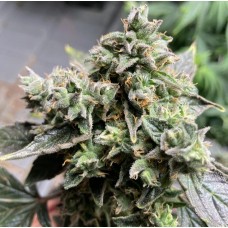 Насіння Auto White Widow XL Feminised Silver