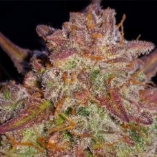 Auto Big Devil Feminized Silver seeds