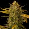 Насіння Auto Blue Kush Feminised