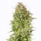 Насіння Auto Blue Kush Feminised