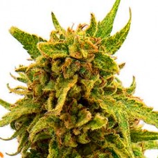 CBD Critical Cure Feminised Seeds