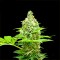 Насіння Cookies Sherbet Feminised Gold