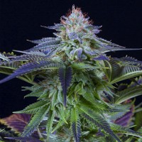 Auto CBD Dinamed Kush Feminised seeds