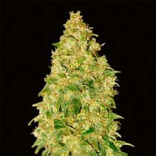 Durban Poison Feminised Gold Seeds