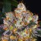 Gelato Feminised seeds
