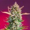 Gorilla Sherbet Fast Flovering