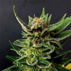 Насіння Gypsy Kush Feminised Silver