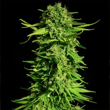 Mandarine Feminised Gold seeds