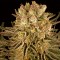 Насіння Mimosa x Orange Punch Feminised Gold