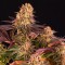 Mimosa X Orange Punch Feminised Seeds