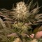 Насіння Mimosa x Orange Punch Feminised Gold