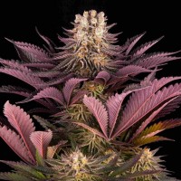 Mimosa x Orange Punch Feminised Silver