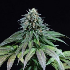 Moby Dick Feminised Silver Seeds