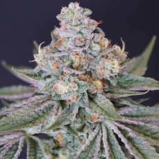 Mr. Melon Feminised Silver Seeds