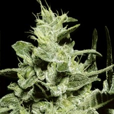 Nebula Feminised Gold seeds