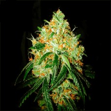 Orange Bud Feminised Gold seeds