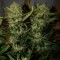 Насіння Auto Pineapple Express Feminised Silver