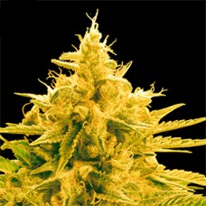 Pineapple Chunk Feminised Gold seeds