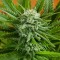 Насіння Auto Pineapple Express Feminised Silver