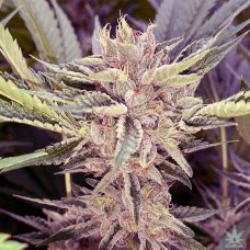 Platinum Scout Feminised Silver Seeds