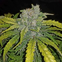 Насіння Auto CBD 1:1 (Auto CBD Crack) Feminised