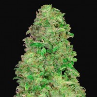 Насіння Auto CBD 20:1 Feminised