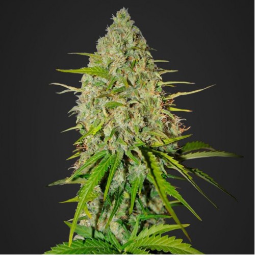 Насіння Auto Grapefruit`matik Feminised