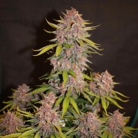 Насіння Auto Lemon Cherry Cookies Feminised