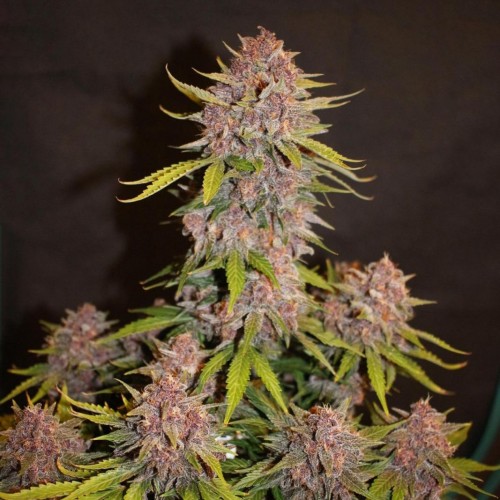 Насіння Auto Lemon Cherry Cookies Feminised Насіння Auto Lemon Cherry Cookies Feminised
