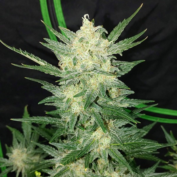 Насіння Auto Original Afghan Kush Feminised